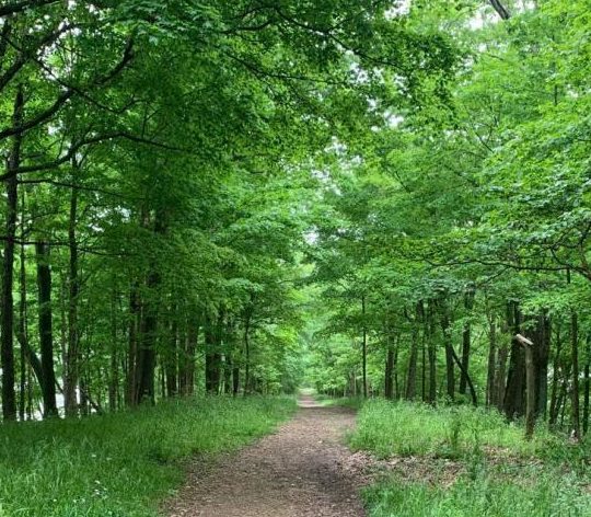 The image of Allen's Creek Trail at Allen's Creek State Recreation Area